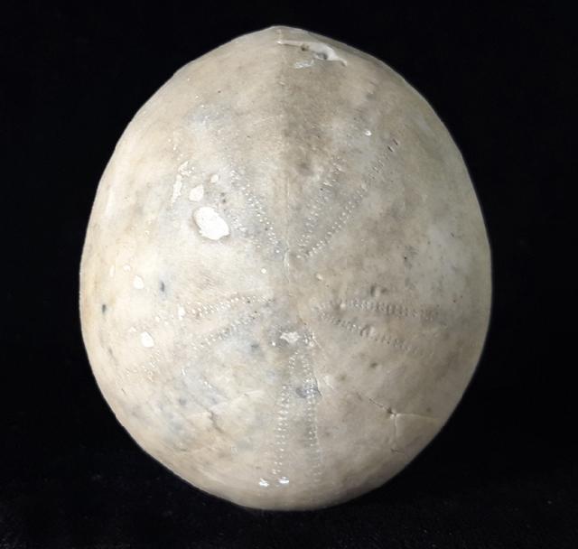 Echinocorys scutata (LESKE 1778) - Bild © FossNet FossilienStore